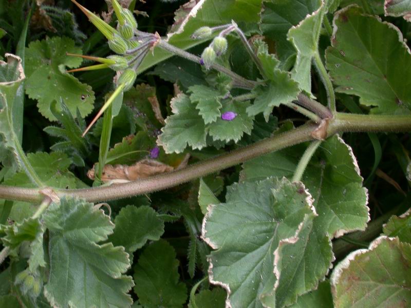 Erodium maritimum? - no, Erodium malacoides